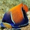 majestic Angelfish for sale