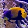 Majestic Angelfish