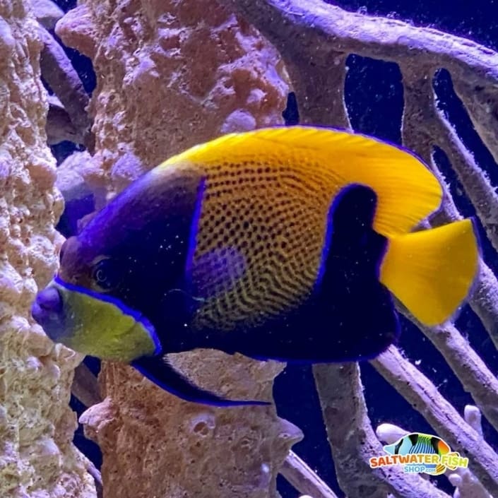 Majestic Angelfish for sale Marine Majestic Angel fish for sale