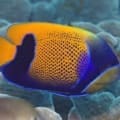 Majestic Angelfish