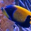 Majestic Angelfish for sale