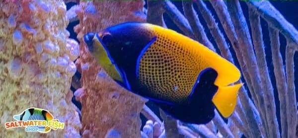 Majestic Angelfish for sale