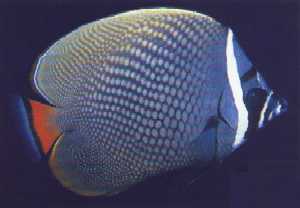 Pakistan Butterfly fish for sale