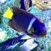 Passer Angelfish