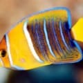 Passer Angelfish