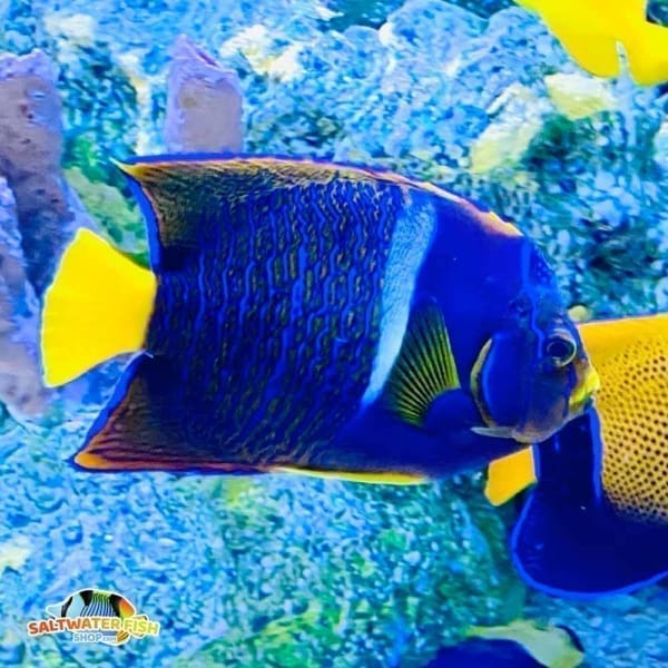 passer angelfish for sale