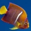 Passer Angelfish for sale