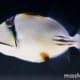 picasso triggerfish for sale