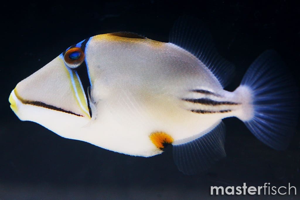 Picasso triggerfish sales care