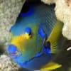 queen angel fish for sale