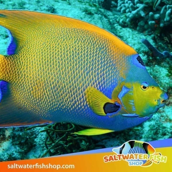 Queen Angelfish