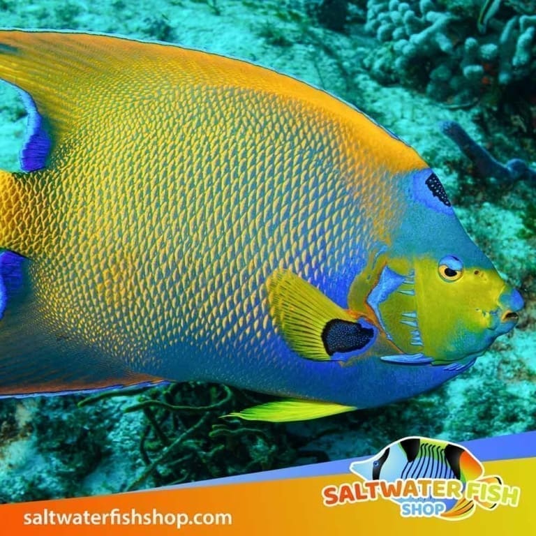 Angelfish for sale online Saltwater marine angel fish for sale near me