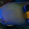 queen angelfish