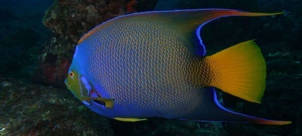 queen angelfish