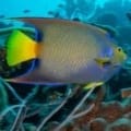 queen angelfish for sale