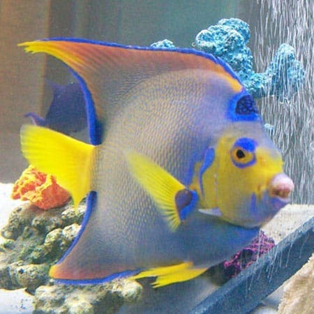 Queen Angelfish for sale online Queen Angel for sale at the best price
