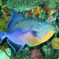 queen triggerfish