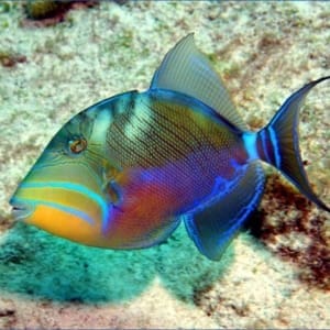 queen triggerfish for sale