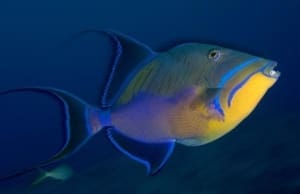 queen triggerfish for sale