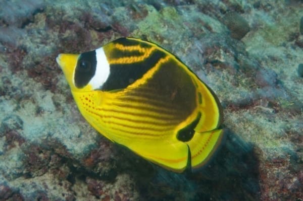raccoon butter fly fish