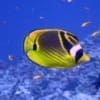 raccoon butterfly fish