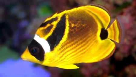 Raccoon butterfly fish for sale