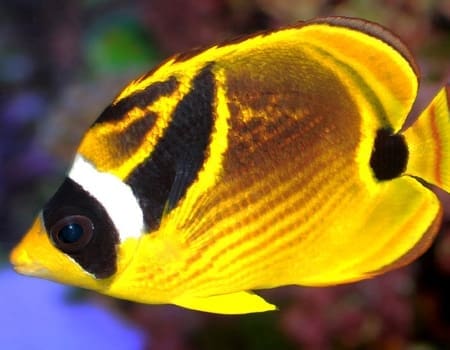 Raccoon butterfly fish for sale