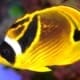 Raccoon butterfly fish for sale