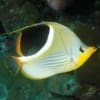 saddle butterfly fish for sale