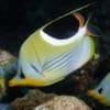 saddleback butterfly fish