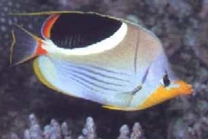 Saddleback butterfly fish for sale