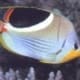 Saddleback butterfly fish for sale