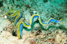 where do blue ribbon eels live