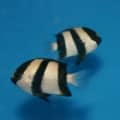 3 stripe damsel fish