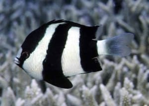 3 striped damselfish