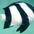 3 striped damselfish