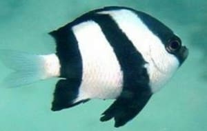 3 striped damselfish