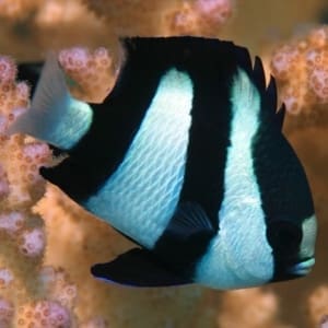 3 striped damselfish for sale