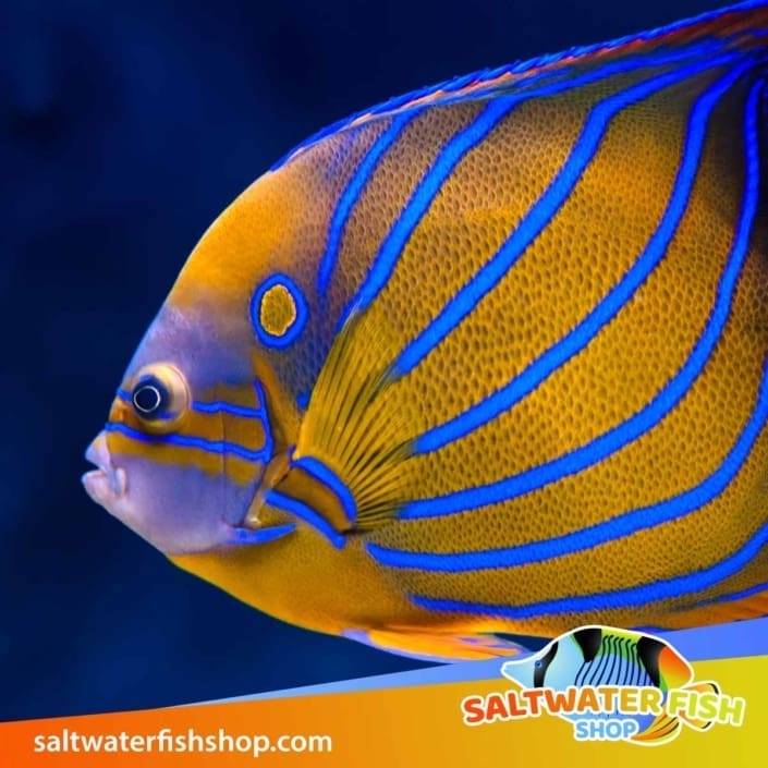 Angelfish for sale online Saltwater marine angel fish for sale near me