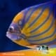 Annularis Angelfish for sale