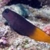 bicolor blenny