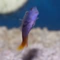 bicolor blenny fish