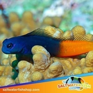 online saltwater fish store