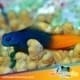 bicolor blenny for sale