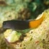 bicolor blenny for sale