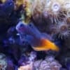 bicolor blenny for sale