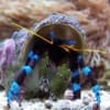 blue leg hermit crab