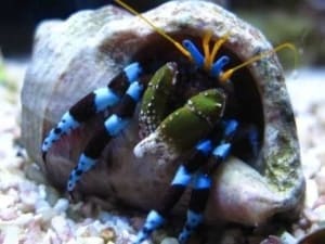 blue leg hermit crab for sale