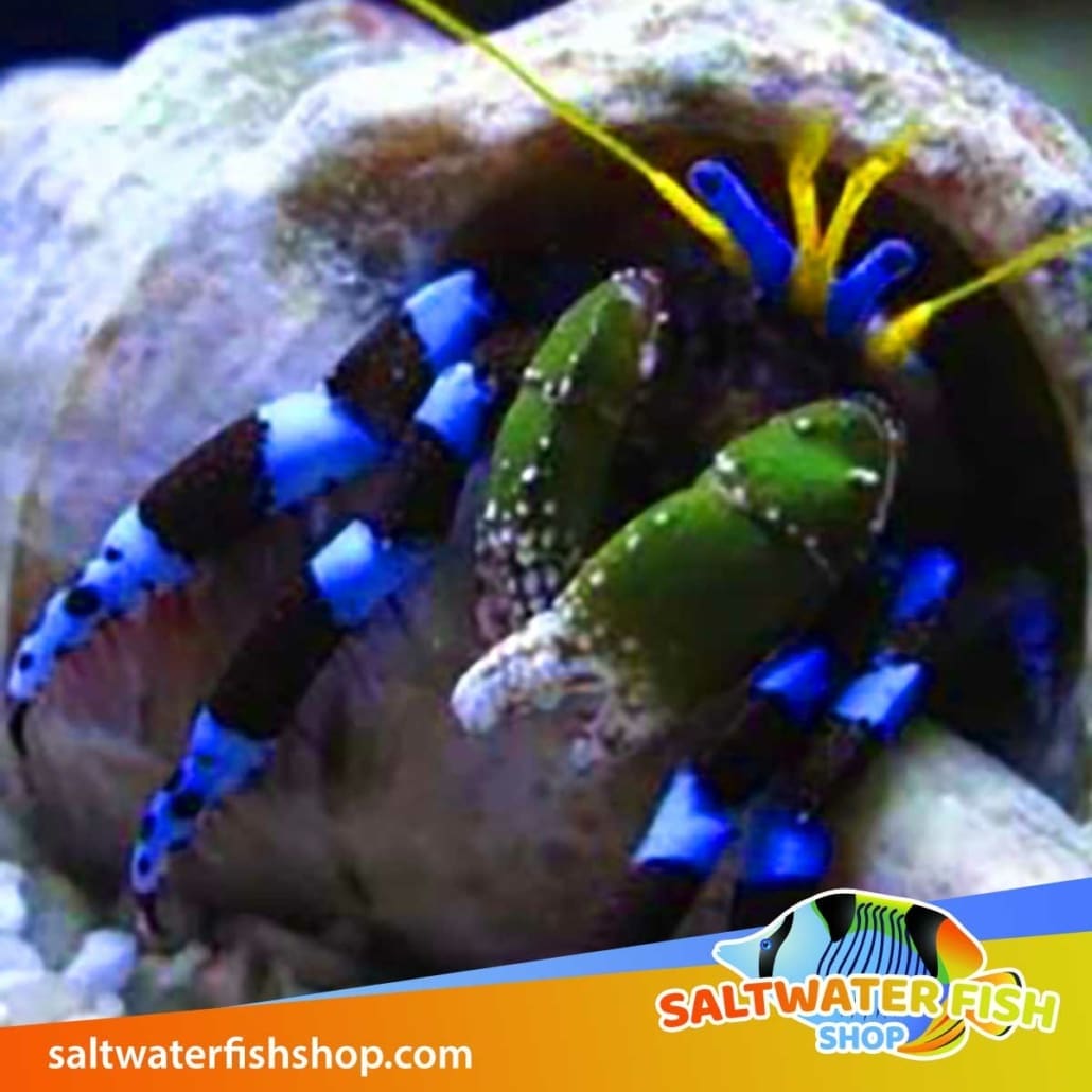 Saltwater hermit crab sales care