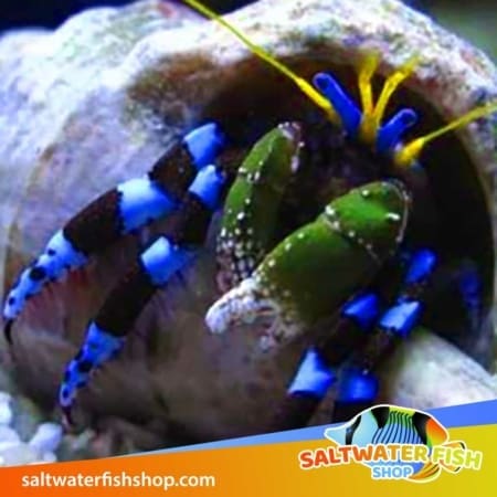 blue legged hermit crab